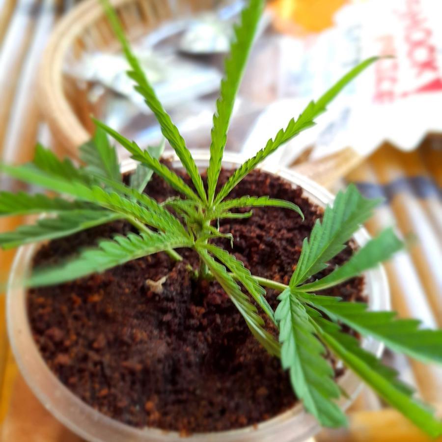 Ganja Gardens Camping Hotell Ban Nua Exteriör bild